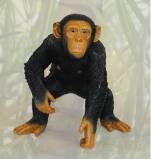 Schimpanse hockend